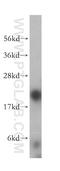 Proteasome Subunit Beta 9 antibody, 14544-1-AP, Proteintech Group, Western Blot image 