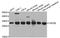 F-actin-capping protein subunit beta antibody, A05623, Boster Biological Technology, Western Blot image 
