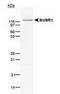 Mitotic checkpoint serine/threonine-protein kinase BUB1 beta antibody, TA301741, Origene, Western Blot image 