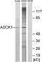 AarF Domain Containing Kinase 1 antibody, TA315649, Origene, Western Blot image 