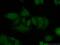 Chromatin Licensing And DNA Replication Factor 1 antibody, 14382-1-AP, Proteintech Group, Immunofluorescence image 