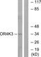 Olfactory Receptor Family 4 Subfamily K Member 3 (Gene/Pseudogene) antibody, A15372, Boster Biological Technology, Western Blot image 