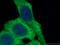 ATF4 antibody, YF488-60035, Proteintech Group, Immunofluorescence image 