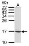 ATP Synthase Membrane Subunit C Locus 2 antibody, LS-C109376, Lifespan Biosciences, Western Blot image 
