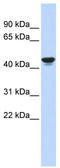 Hypoxia-inducible factor 1-alpha inhibitor antibody, TA345230, Origene, Western Blot image 
