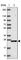 Homeobox protein EMX2 antibody, HPA065294, Atlas Antibodies, Western Blot image 