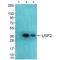 FIP antibody, A04030, Boster Biological Technology, Western Blot image 