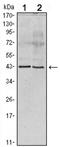 Apolipoprotein A5 antibody, AM06076PU-N, Origene, Western Blot image 