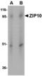 Solute Carrier Family 39 Member 10 antibody, A09043, Boster Biological Technology, Western Blot image 