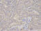 PACT antibody, A02744, Boster Biological Technology, Immunohistochemistry frozen image 