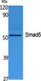 SMAD Family Member 5 antibody, STJ96452, St John