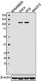 Protein Tyrosine Kinase 2 antibody, 694001, BioLegend, Western Blot image 