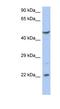 Putative zinc finger protein 826 antibody, NBP1-91369, Novus Biologicals, Western Blot image 