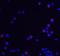 Ubiquitin Associated Protein 2 Like antibody, NBP2-81871, Novus Biologicals, Immunofluorescence image 