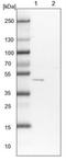 Flavin Containing Dimethylaniline Monoxygenase 2 antibody, NBP1-85952, Novus Biologicals, Western Blot image 