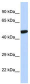 Nuclear Receptor Subfamily 1 Group I Member 2 antibody, TA339539, Origene, Western Blot image 