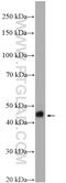 RIC3 Acetylcholine Receptor Chaperone antibody, 27776-1-AP, Proteintech Group, Western Blot image 