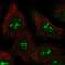 BAH Domain And Coiled-Coil Containing 1 antibody, HPA076910, Atlas Antibodies, Immunofluorescence image 