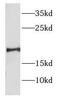 Endosulfine Alpha antibody, FNab02777, FineTest, Western Blot image 