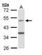 Amyloid Beta Precursor Protein Binding Family B Member 3 antibody, PA5-29030, Invitrogen Antibodies, Western Blot image 