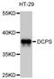 Decapping Enzyme, Scavenger antibody, abx125746, Abbexa, Western Blot image 