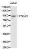 PTPN22 antibody, PA5-37401, Invitrogen Antibodies, Western Blot image 