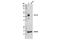POU Class 5 Homeobox 1 antibody, 83932T, Cell Signaling Technology, Western Blot image 