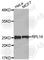 Ribosomal Protein L14 antibody, A4265, ABclonal Technology, Western Blot image 