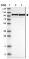 Cleavage And Polyadenylation Specific Factor 2 antibody, PA5-55023, Invitrogen Antibodies, Western Blot image 
