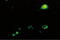 Enterovirus 71 antibody, MBS604012, MyBioSource, Immunofluorescence image 
