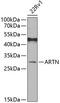 Artemin antibody, 23-303, ProSci, Western Blot image 