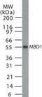 mBD-1 antibody, PA1-41394, Invitrogen Antibodies, Western Blot image 