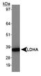 Ldh-1 antibody, TA336781, Origene, Western Blot image 
