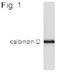 Calbindin 1 antibody, ab11426, Abcam, Western Blot image 