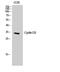 Cyclin D3 antibody, STJ92540, St John