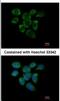 Ribosomal Protein L7a antibody, NBP2-20217, Novus Biologicals, Immunofluorescence image 