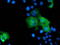 ZFP36 Ring Finger Protein antibody, LS-C793244, Lifespan Biosciences, Immunofluorescence image 