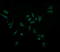 Acetyl-CoA Acyltransferase 2 antibody, LS-C338051, Lifespan Biosciences, Immunofluorescence image 