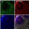Microtubule Associated Protein Tau antibody, AHB0042, Invitrogen Antibodies, Immunofluorescence image 