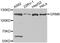 Glutamate Metabotropic Receptor 8 antibody, MBS126804, MyBioSource, Western Blot image 