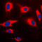Caspase recruitment domain-containing protein 14 antibody, GTX55231, GeneTex, Immunofluorescence image 