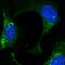 F-Box Protein 21 antibody, HPA062411, Atlas Antibodies, Immunofluorescence image 