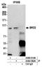 Bromodomain Containing 2 antibody, A500-014A, Bethyl Labs, Immunoprecipitation image 
