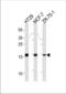hAG-2 antibody, TA324827, Origene, Western Blot image 