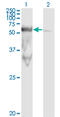 Peptidase D antibody, LS-C197874, Lifespan Biosciences, Western Blot image 