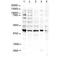 Ring Finger Protein 2 antibody, NBP1-77826, Novus Biologicals, Western Blot image 
