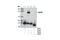 FGFR-2 antibody, 11835S, Cell Signaling Technology, Western Blot image 