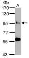Conserved oligomeric Golgi complex subunit 3 antibody, NBP2-15937, Novus Biologicals, Western Blot image 