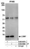 LSM7 Homolog, U6 Small Nuclear RNA And MRNA Degradation Associated antibody, A305-097A, Bethyl Labs, Immunoprecipitation image 