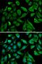 GC Vitamin D Binding Protein antibody, orb178548, Biorbyt, Immunofluorescence image 
